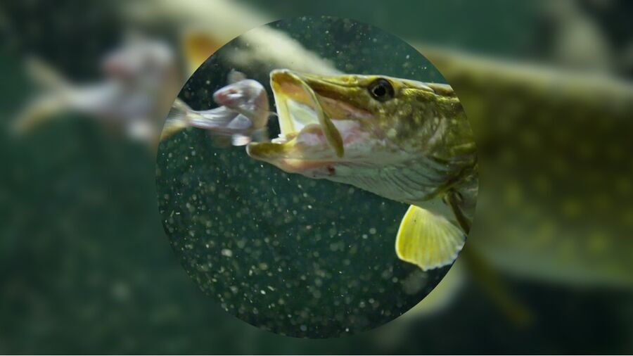 En fisk i grønligt vand på vej til at hapse en godbid.