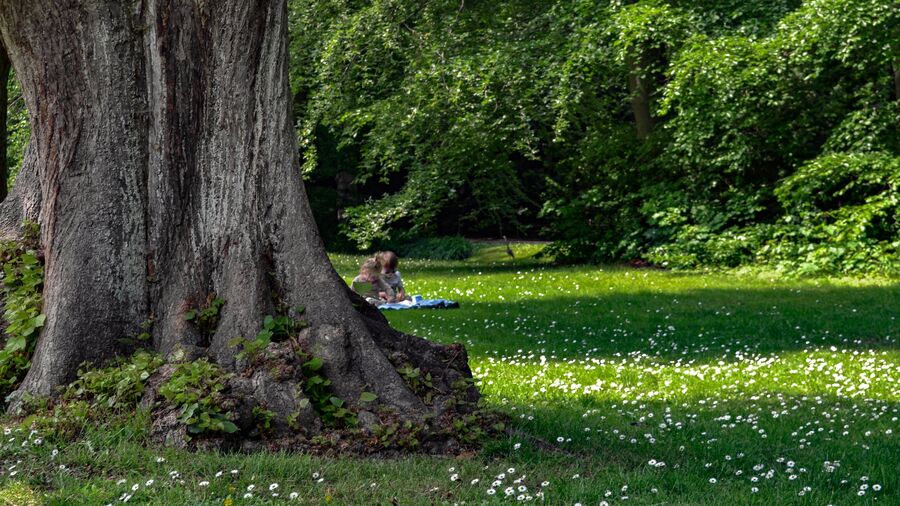 Skoven byder på mange gode aktiviteter i sommerferien og lægger også op til masser af læsning.