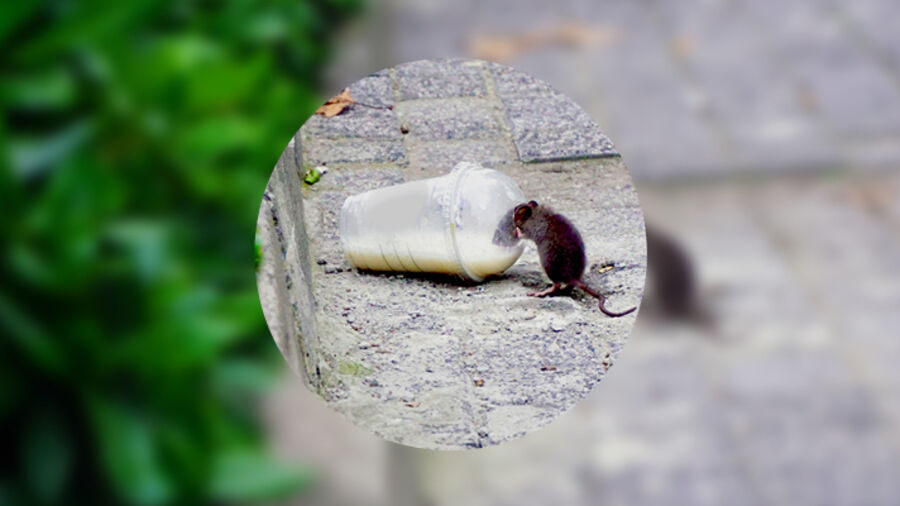 Naturen findes også i byen og er utroligt tilpasningsdygtig. Som denne rotte, der drikker af en efterladt milkshake. 