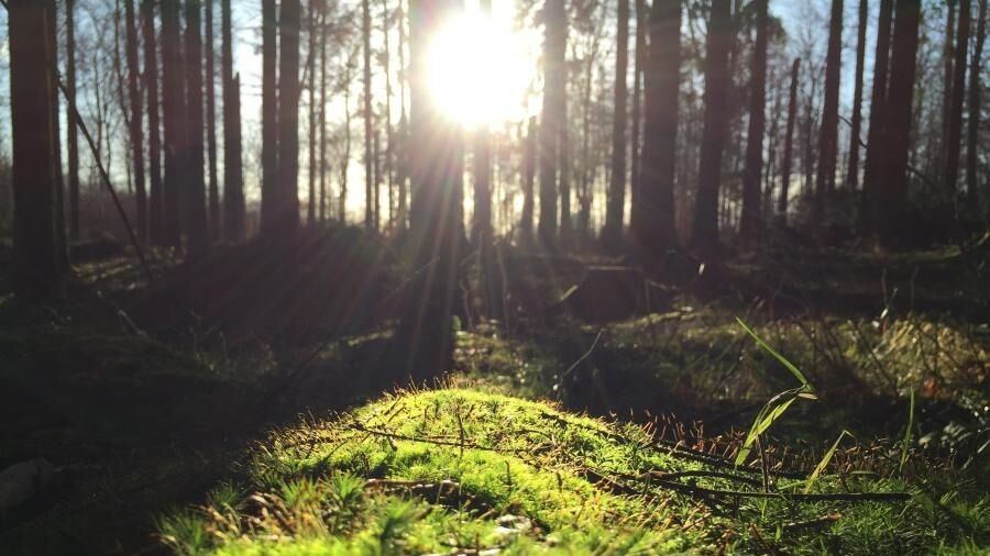 Solens stråler trænger gennem skovens træer.